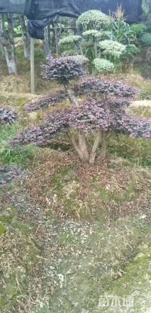 15公分造型红花继木桩