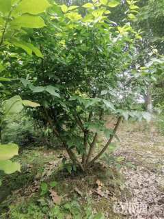 高度400厘米丛生蜡梅