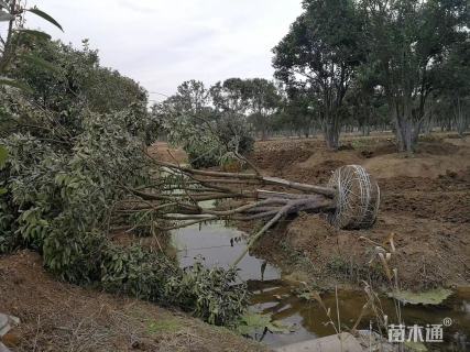 150公分(7杆)丛生女贞