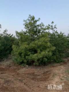 高度450厘米华山松