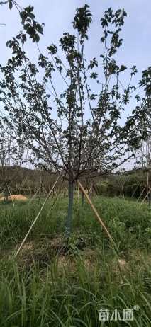 10公分香水樱花