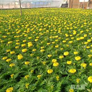 高度25厘米万寿菊