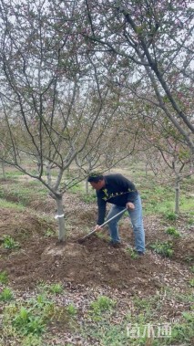 10公分垂丝海棠