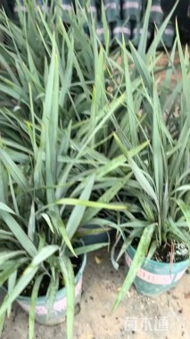 高度20厘米山管兰