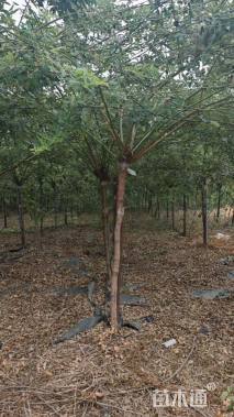 高度60厘米蔷薇