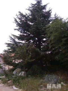 高度1300厘米雪松