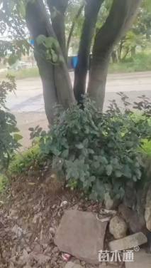 80公分(4杆)丛生朴树