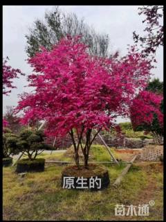 高度200厘米红花继木