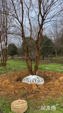 50公分(5杆)丛生乌桕