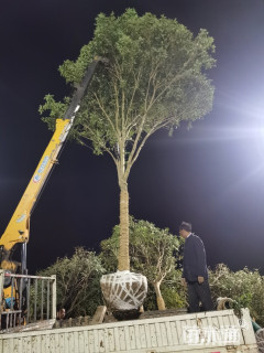 15公分大叶女贞