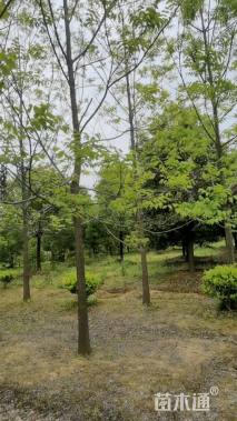 15公分薄壳山核桃