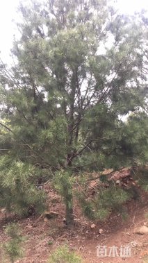 高度600厘米白皮松