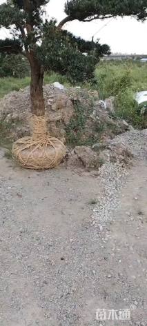 容器苗造型罗汉松