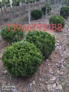 冠幅100厘米龙柏球