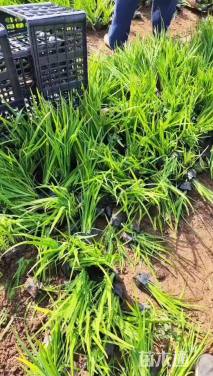 高度30厘米黄菖蒲