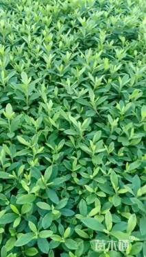 高度30厘米毛鹃小苗