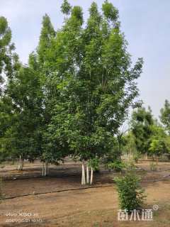 高度900厘米丛生美国红枫