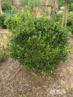 冠幅150厘米大叶黄杨球