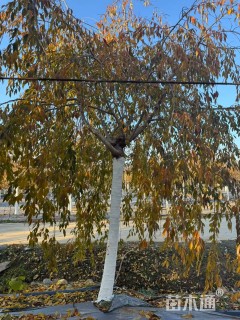 15公分八重红垂枝樱