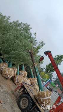 18公分柳树