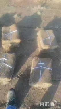 草卷状马尼拉草