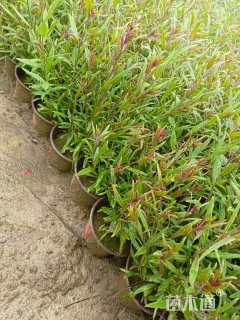 高度30厘米千鸟花