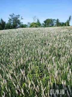 高度30厘米兰花