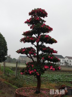 高度280厘米日本茶梅