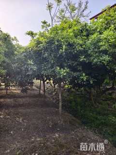 冠幅30厘米红叶石楠球