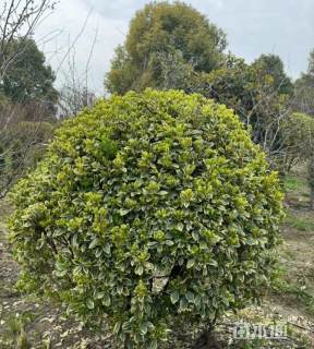 冠幅40厘米金边黄杨球