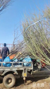 12公分西府海棠