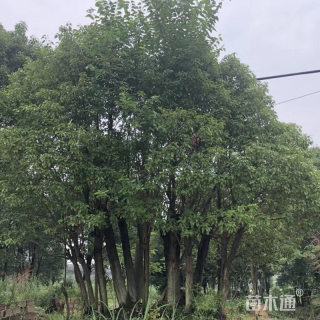 80公分(5杆)丛生香樟