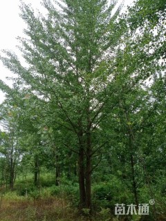 45公分(3杆)丛生银杏