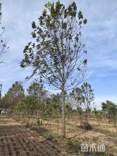 22公分楸树