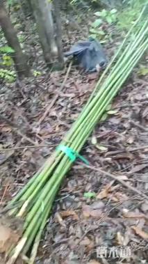 地栽苗刚竹