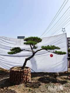 25公分造型赤松