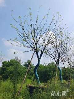 18公分造型朴树