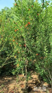 高度100厘米石榴