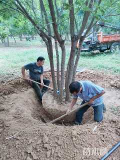 高度700厘米丛生五角枫