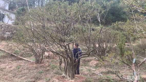 高度4000厘米映山红