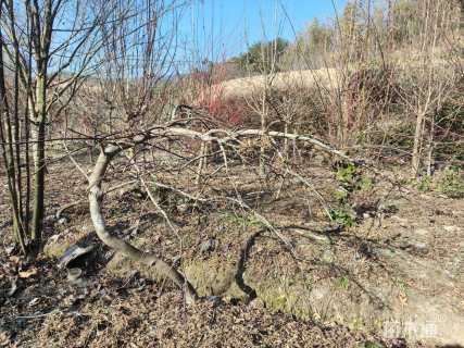 高度140厘米羽毛枫
