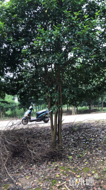 30公分丛生女贞