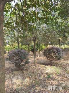 22公分大叶女贞