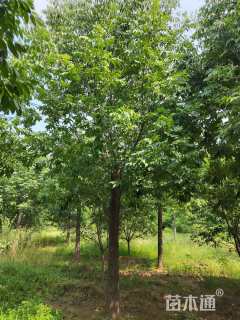 18公分秋紫白蜡