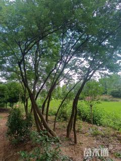 20公分丛生朴树