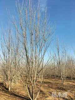 高度7000厘米丛生白蜡