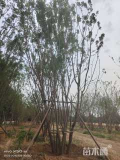 高度800厘米丛生元宝枫