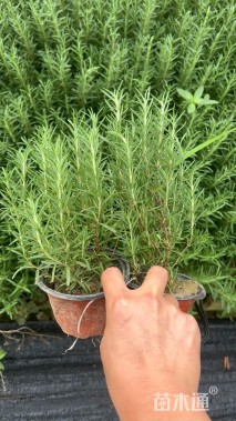 高度20厘米迷迭香