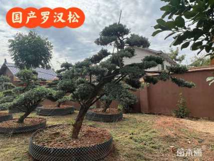 容器苗造型罗汉松