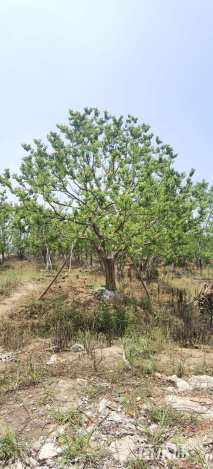 80公分丛生乌桕